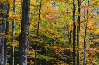 Ormandaki sonbahar sahne