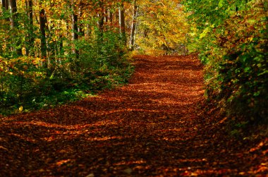 Ormanda sonbahar yol