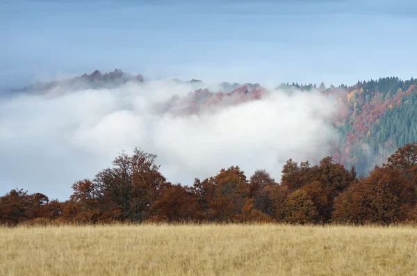 Mist in het herfstbos — Stockfoto