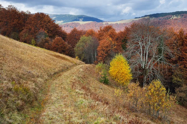 Höst skog i bergen — Stockfoto