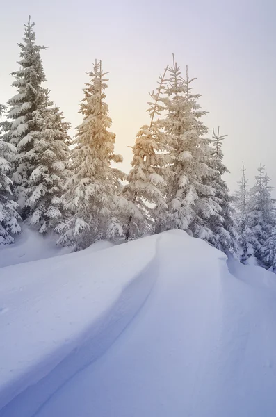 Foresta invernale — Foto Stock