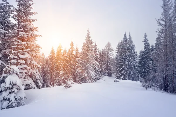 冬の森の中の雪のドリフト — ストック写真