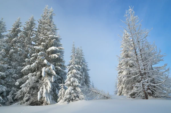 Paesaggio invernale con una foresta di montagna — Foto Stock