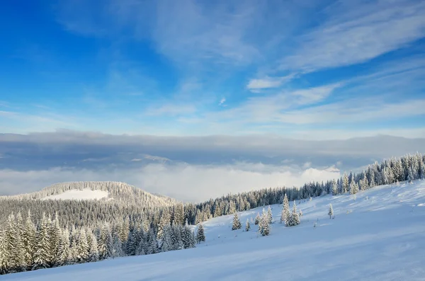 Winter landscape with a mountain forest — Stock Photo, Image