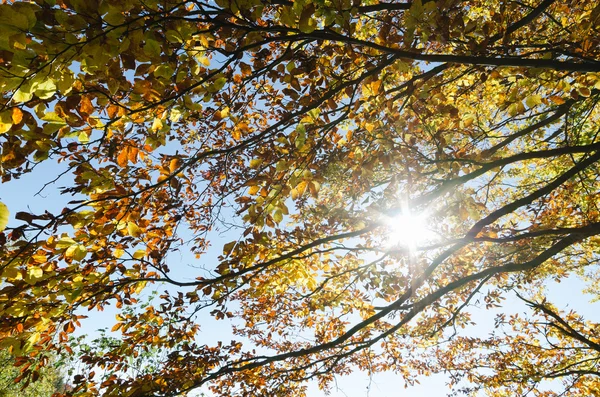 Automne dans la forêt — Photo