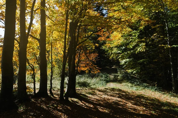 Herfstbos — Stockfoto