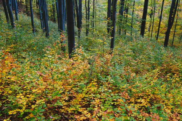 Paisagem florestal no outono — Fotografia de Stock