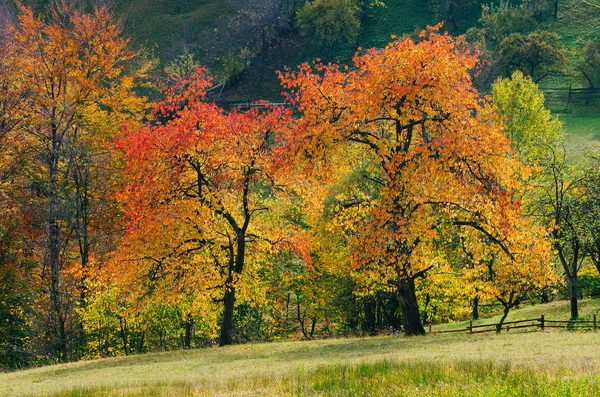 Herfst bomen — Stockfoto