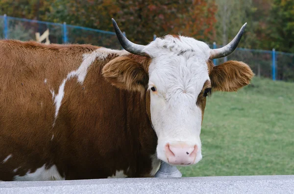 Vaca com sino — Fotografia de Stock