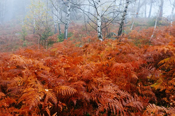 Floresta de outono com samambaias — Fotografia de Stock