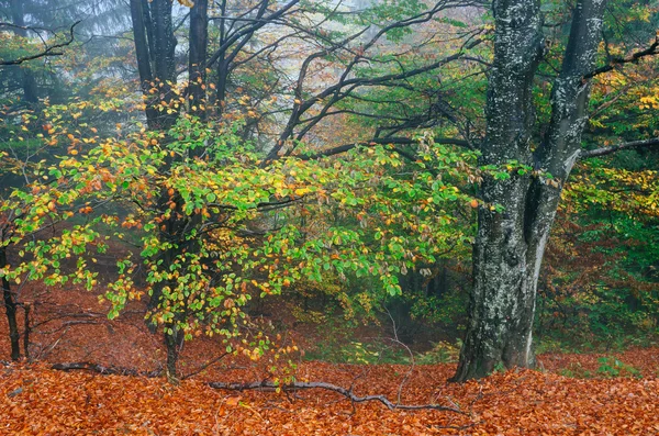 Őszi erdő a hegyekben — Stock Fotó