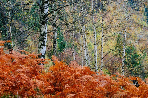 Roter Farn im Herbstwald — Stockfoto