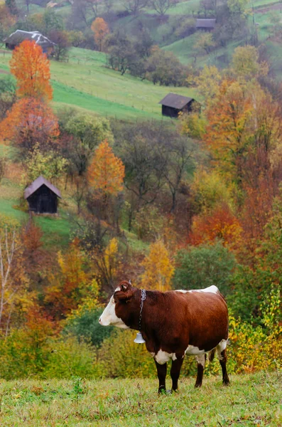 Vaca no pasto — Fotografia de Stock