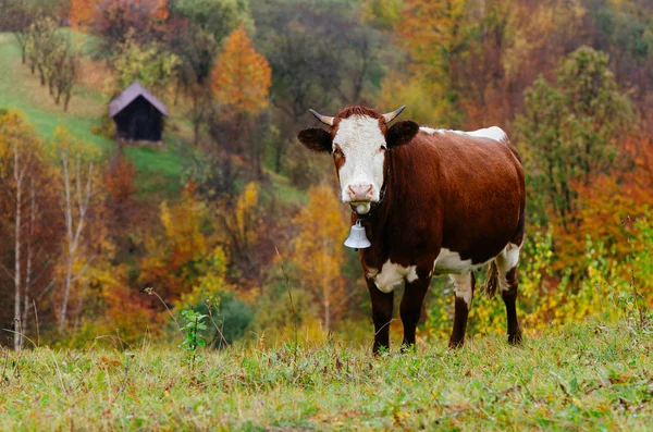 Vaca no pasto — Fotografia de Stock