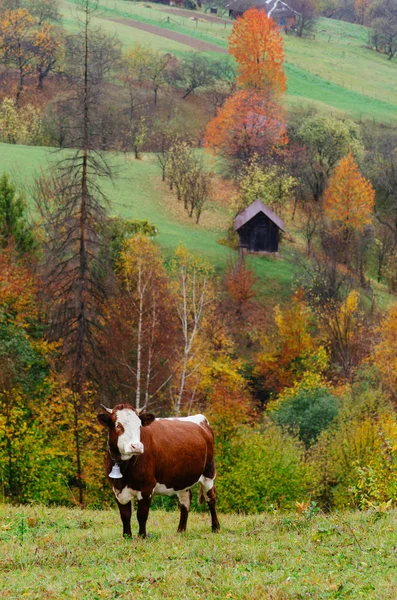 Cow with a bell — Stock Photo, Image