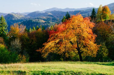 Dağlarda sonbahar manzarası