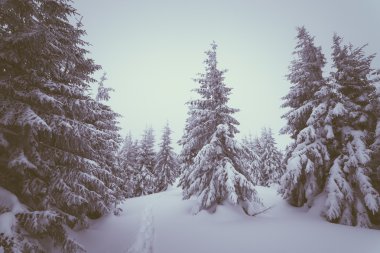 Kar altında köknar ormandaki iz