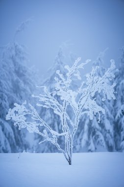 hoarfrost ağaç
