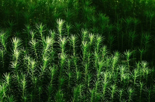 Trä moss — Stockfoto