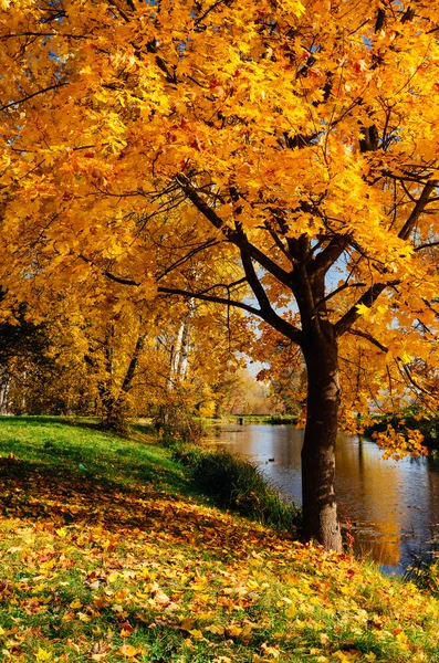 Herfst in het park — Stockfoto