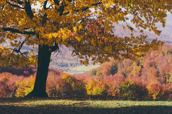 Arbre d'automne sur une clairière — Photo