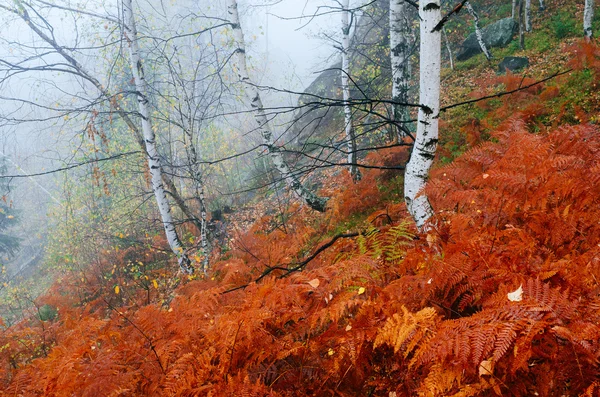 森林里的秋雾 — 图库照片