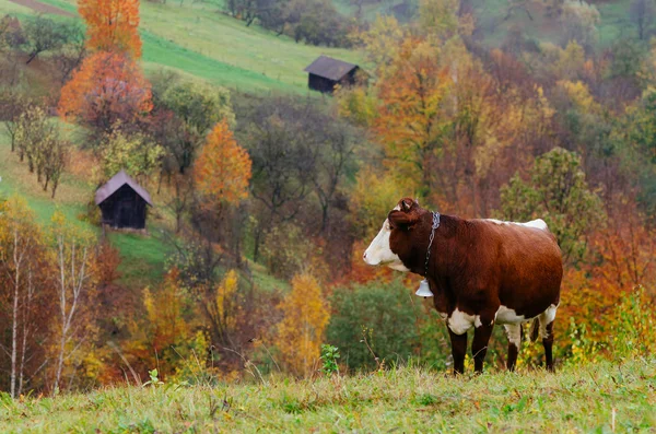 Vaca marrom com um sino — Fotografia de Stock