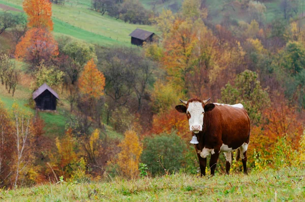 Brown cow with a metal bell — Stock Photo, Image