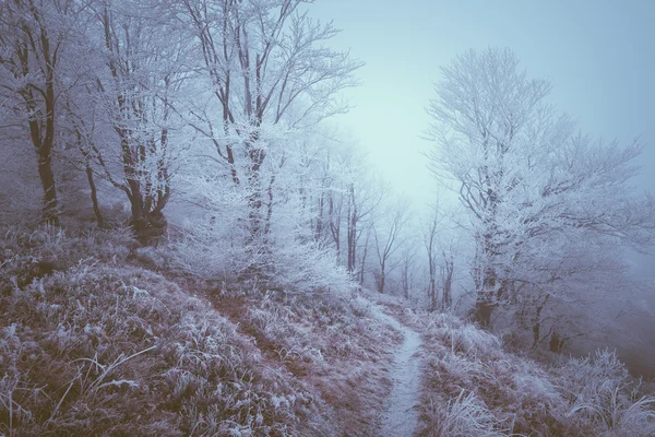 Hoarfrost dağın ormanın içinde — Stok fotoğraf