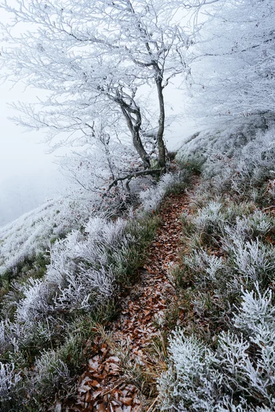 Rimfrost i skogen berg — Stockfoto