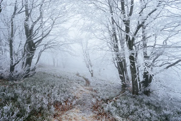 Rime e il sentiero nella foresta montana — Foto Stock