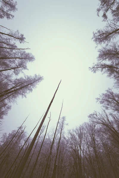 Bos met droge bomen — Stockfoto