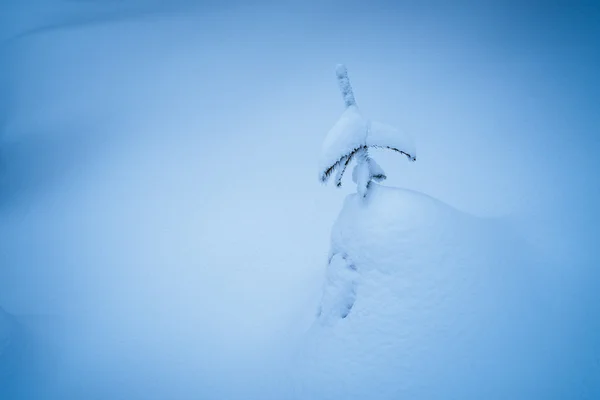 Abeto bajo la nieve — Foto de Stock