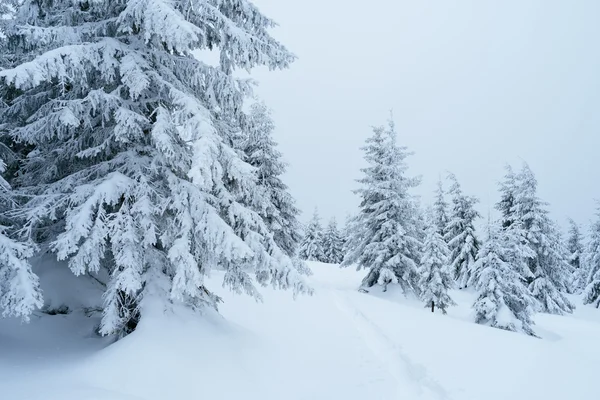 Caminho na floresta de inverno — Fotografia de Stock