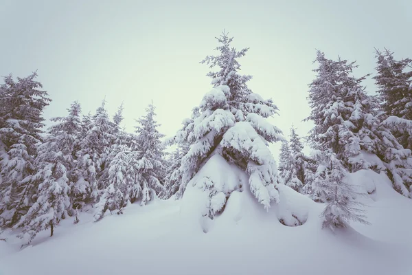 積雪下のモミの森 — ストック写真