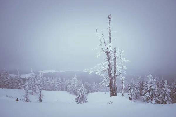 Сухе ялинове дерево в зимових горах — стокове фото