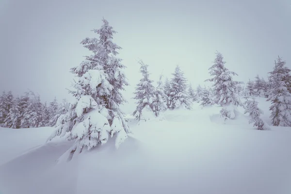 Erdő táj télen — Stock Fotó