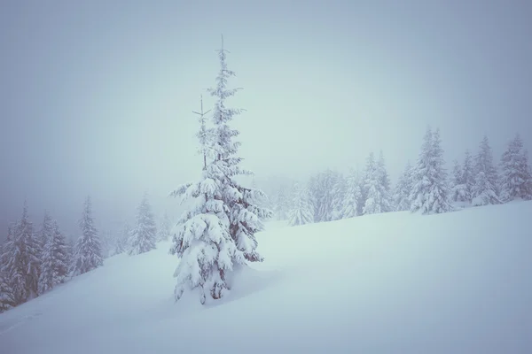 冬霧の森風景 — ストック写真