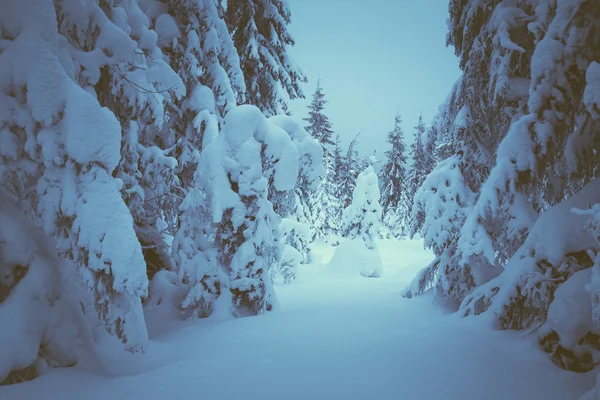 Christmas landskap i skogen — Stockfoto