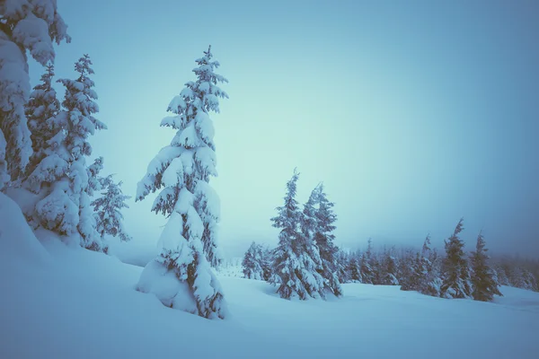 Kerstmis landschap in het forest — Stockfoto