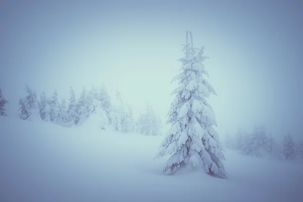 積雪下のモミの森 — ストック写真