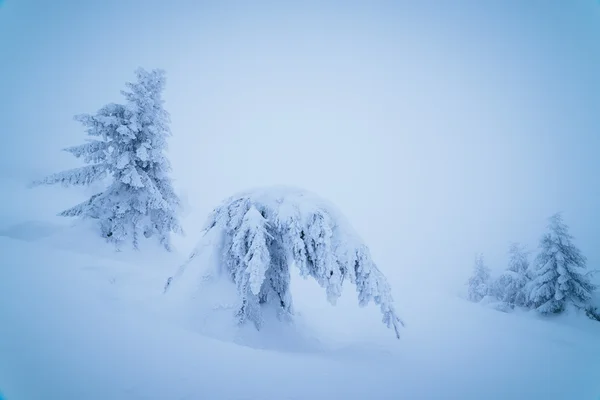 たくさんの山の森林に雪 — ストック写真