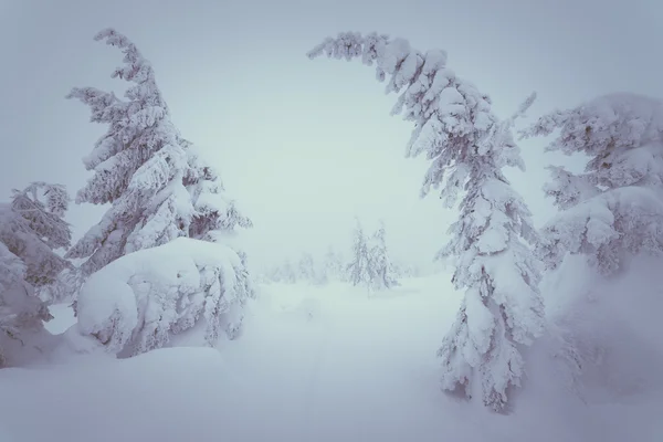 Christmas winter landscape — Stock Photo, Image
