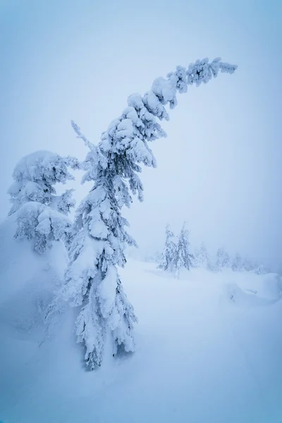 Sapin courbé sous la neige — Photo
