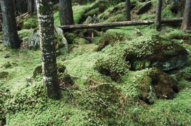 Ormanda yeşil yosun