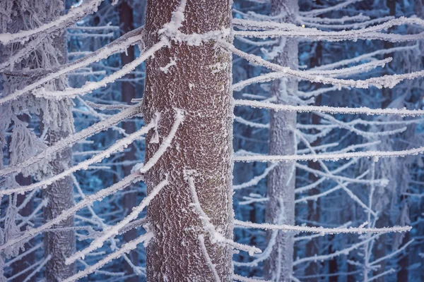 Märchenhafter Winterwald — Stockfoto