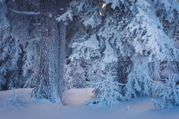 Floresta de inverno fada — Fotografia de Stock