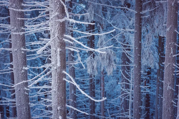 Зимний пейзаж в снежном лесу — стоковое фото