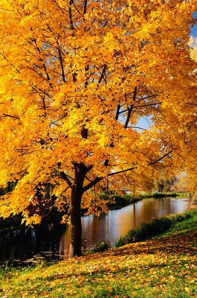 Ahorn mit gelben Blättern — Stockfoto