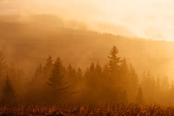 Morning sun — Stock Photo, Image